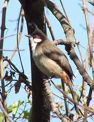 Red-whiskered Bulbul
